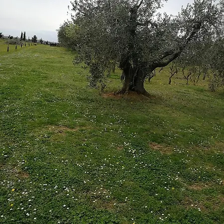Bilocale Con Terrazza 